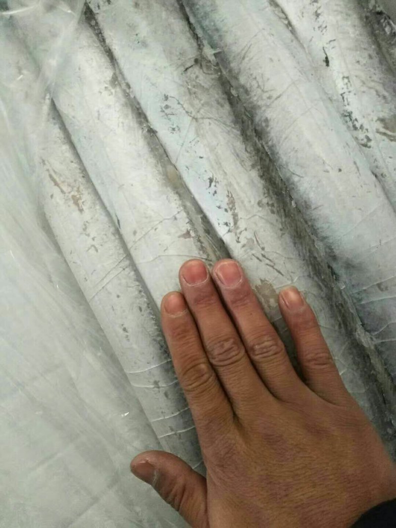 各种冻带