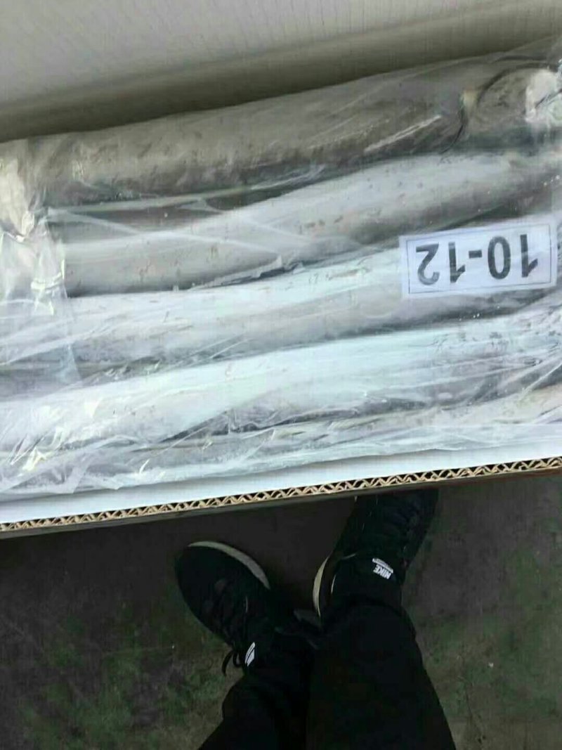 各种冻带