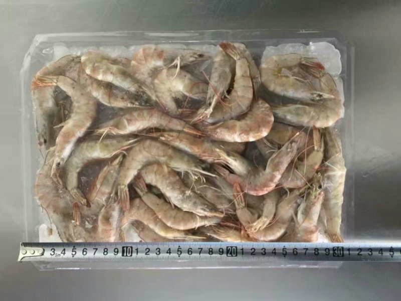 各种冻带