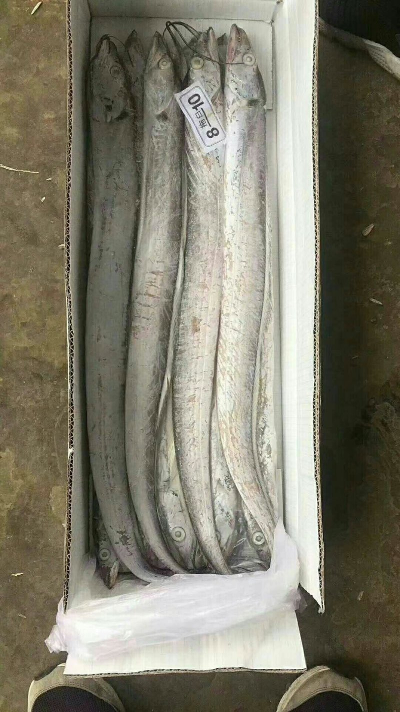 各种冻带