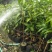 芒果苗，四季蜜芒果树苗(大小规格都有)原土杯带叶出售