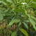 芒果苗，四季蜜芒果树苗(大小规格都有)原土杯带叶出售