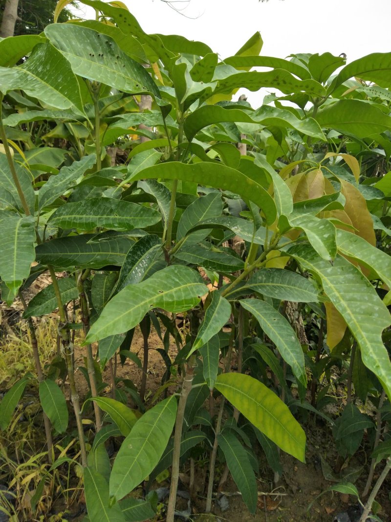 芒果苗，四季蜜芒果树苗(大小规格都有)原土杯带叶出售