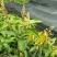 芒果苗，四季蜜芒果树苗(大小规格都有)原土杯带叶出售