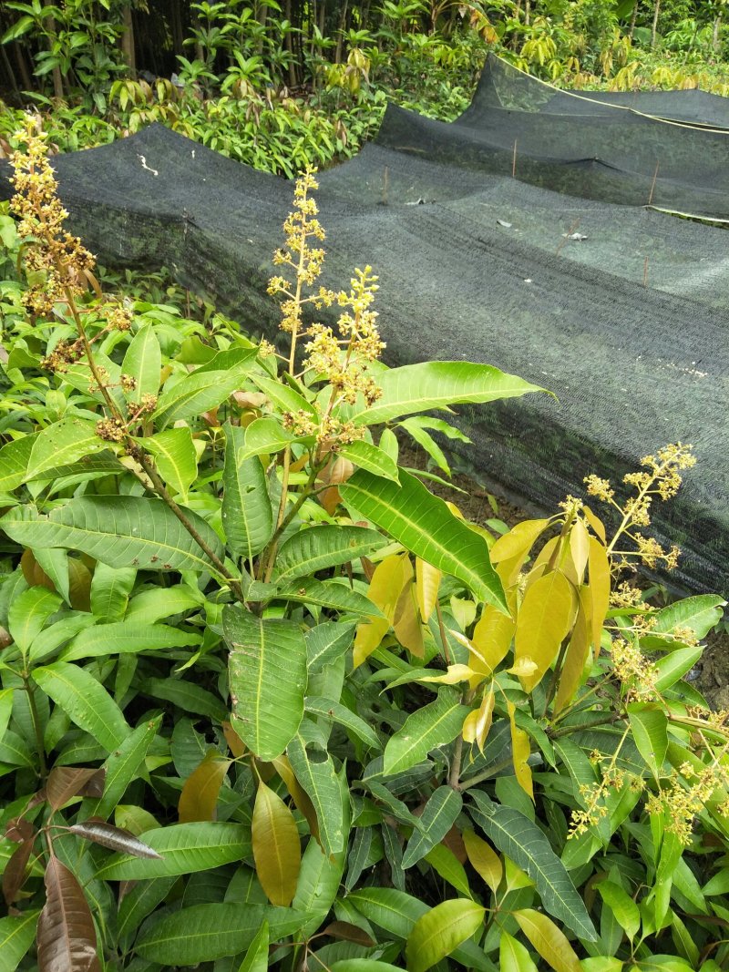 芒果苗，四季蜜芒果树苗(大小规格都有)原土杯带叶出售