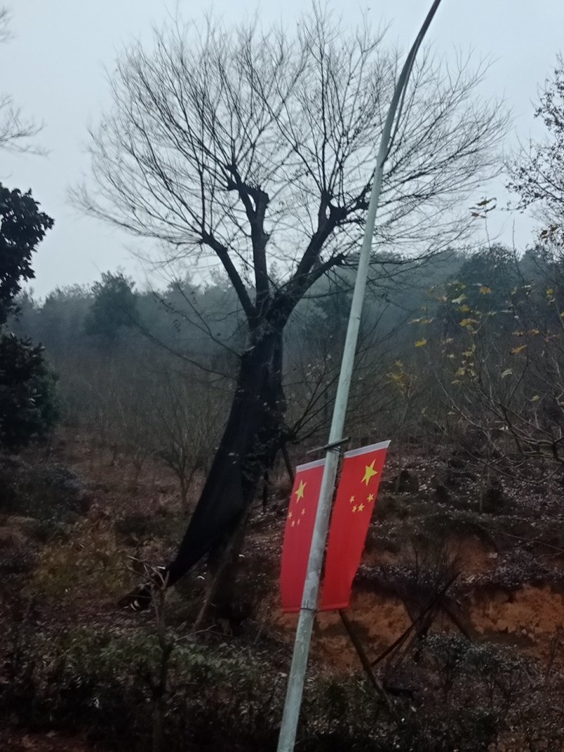大型朴树