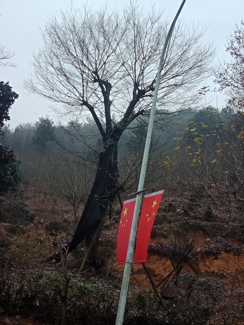大型朴树