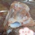 国产分割小牛，乳牛产品