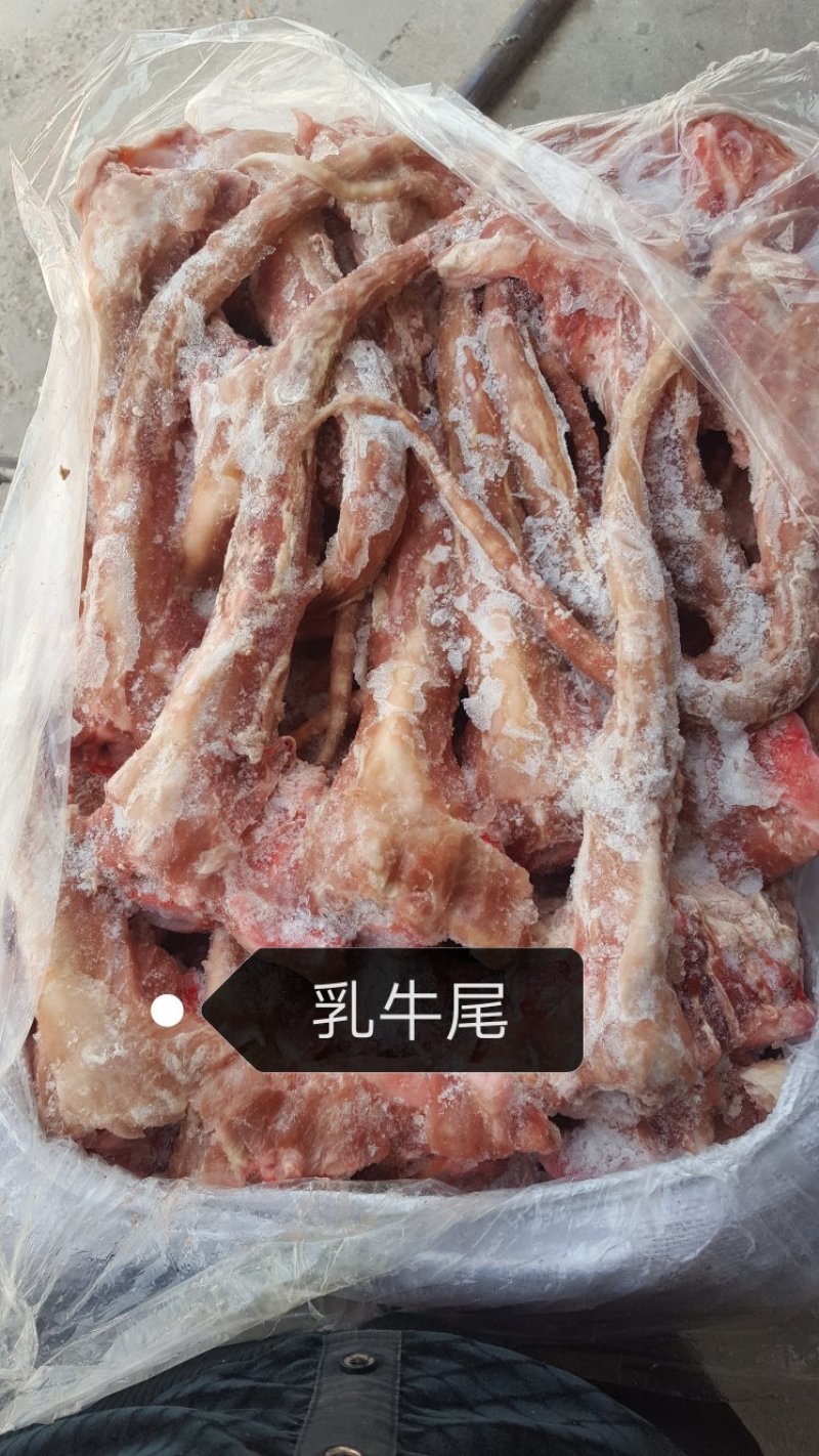 国产分割小牛，乳牛产品