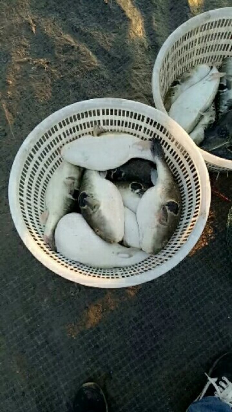 王氏水产