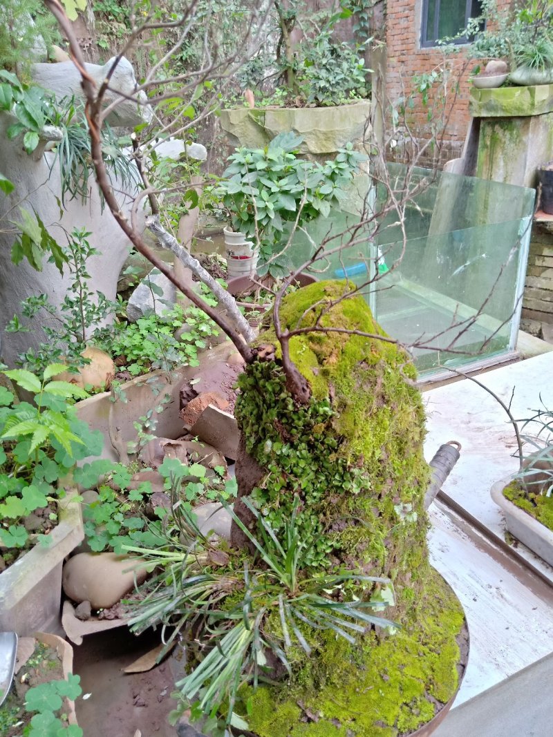 金弹子下山桩