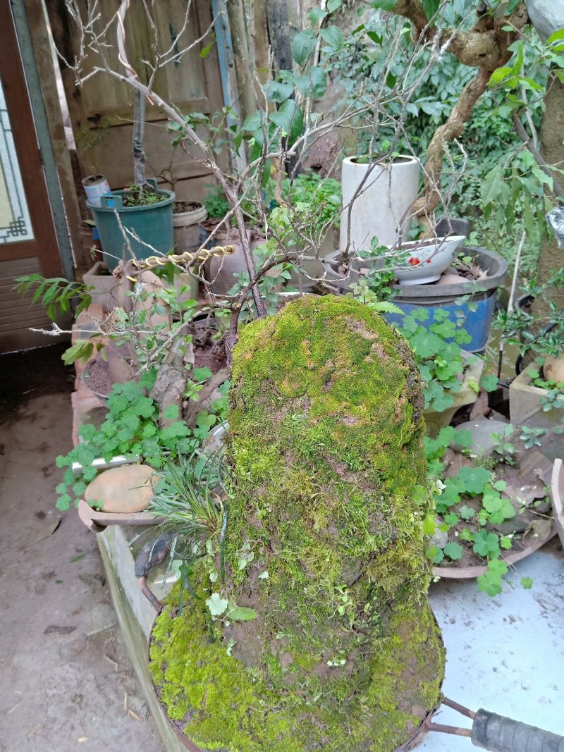 金弹子下山桩