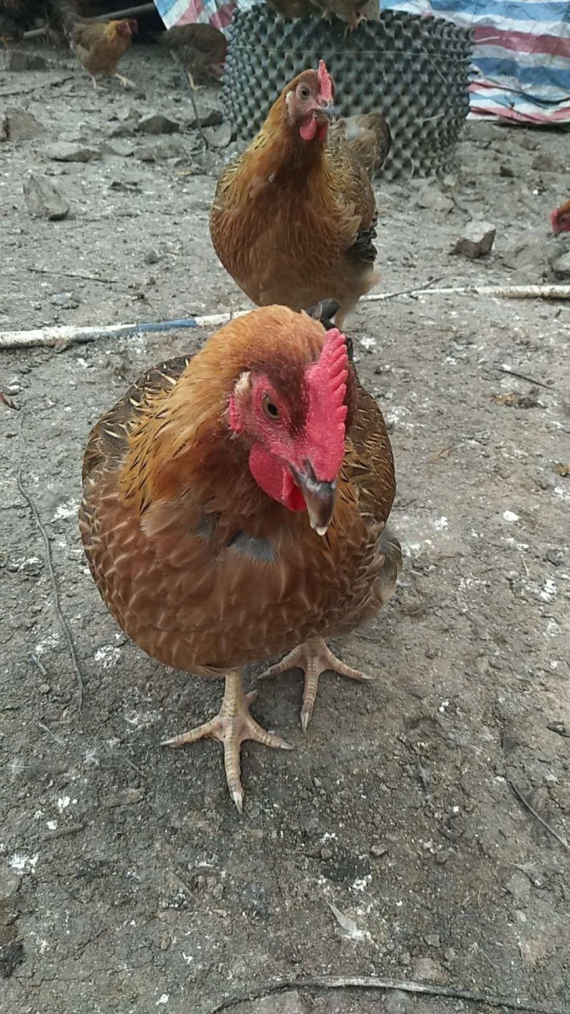 正宗清远鸡，正宗清远鸡。