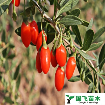 【产地直销】优质红枸杞苗/当年结果/全国包邮