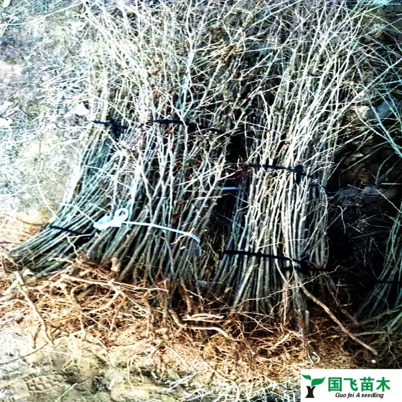 占地枸杞苗/四季种植赔偿高/全国包邮