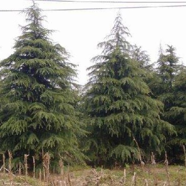 雪松！常年供应2.5--10米各种规格的雪松