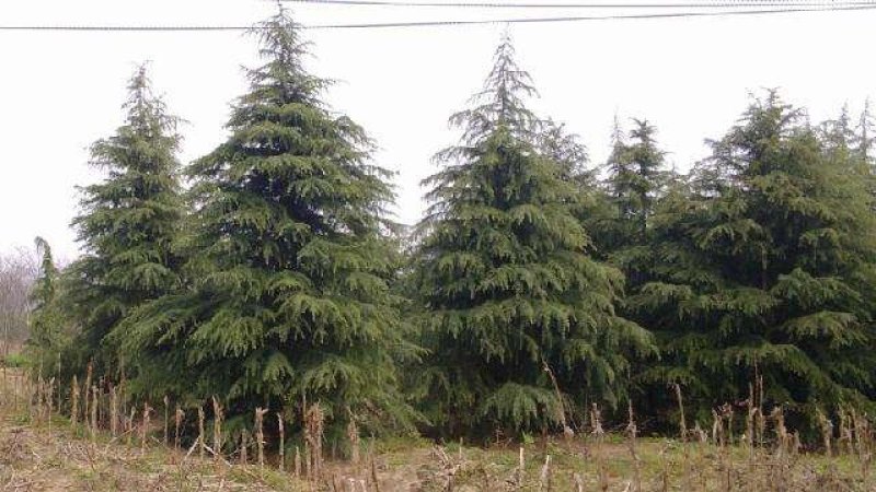雪松！常年供应2.5--10米各种规格的雪松