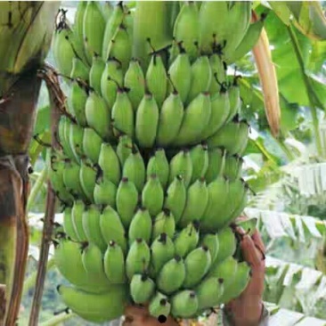 贵州糯米蕉banana，5斤装