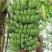 贵州糯米蕉banana，5斤装