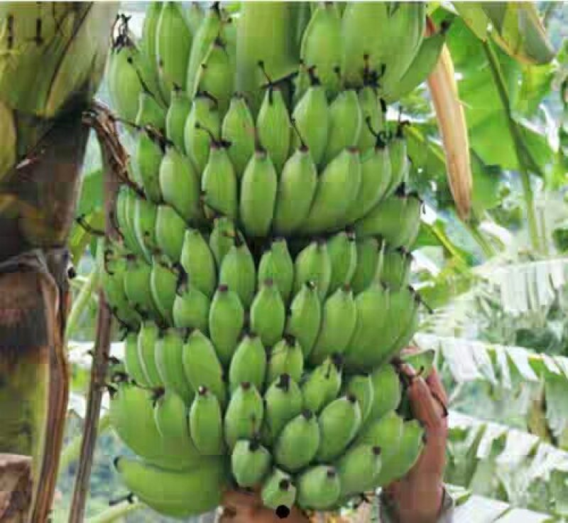 贵州糯米蕉banana，5斤装