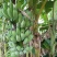 贵州糯米蕉banana，5斤装