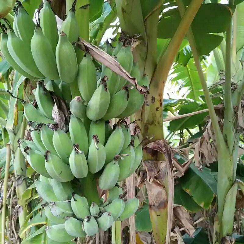 贵州糯米蕉banana，5斤装