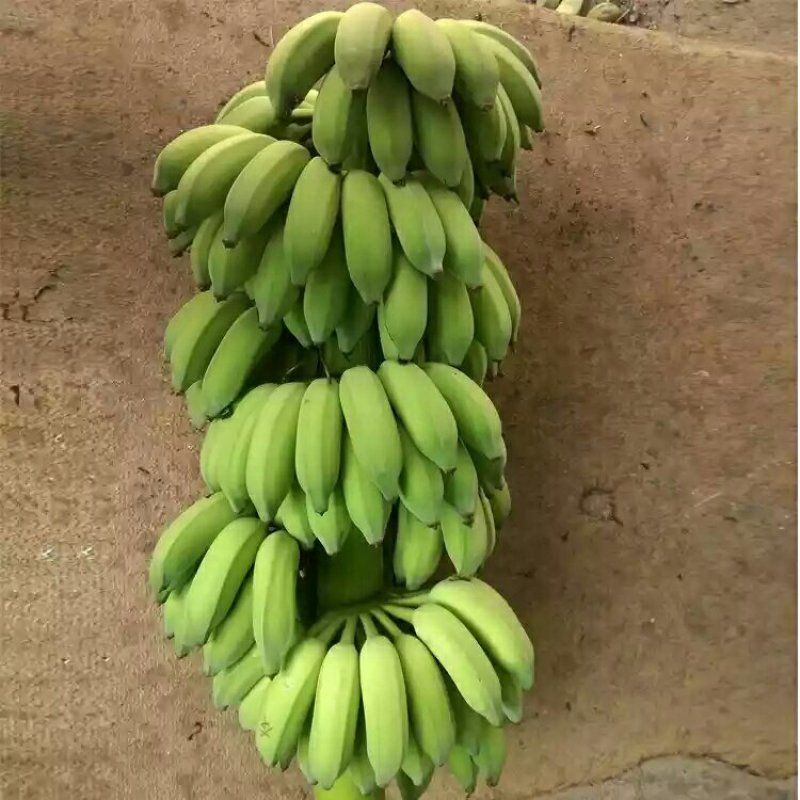 贵州糯米蕉banana，5斤装