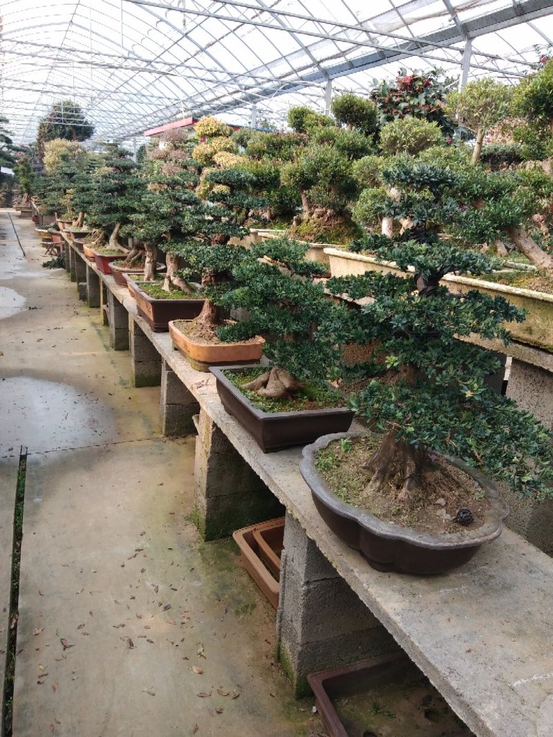 造型罗汉松
