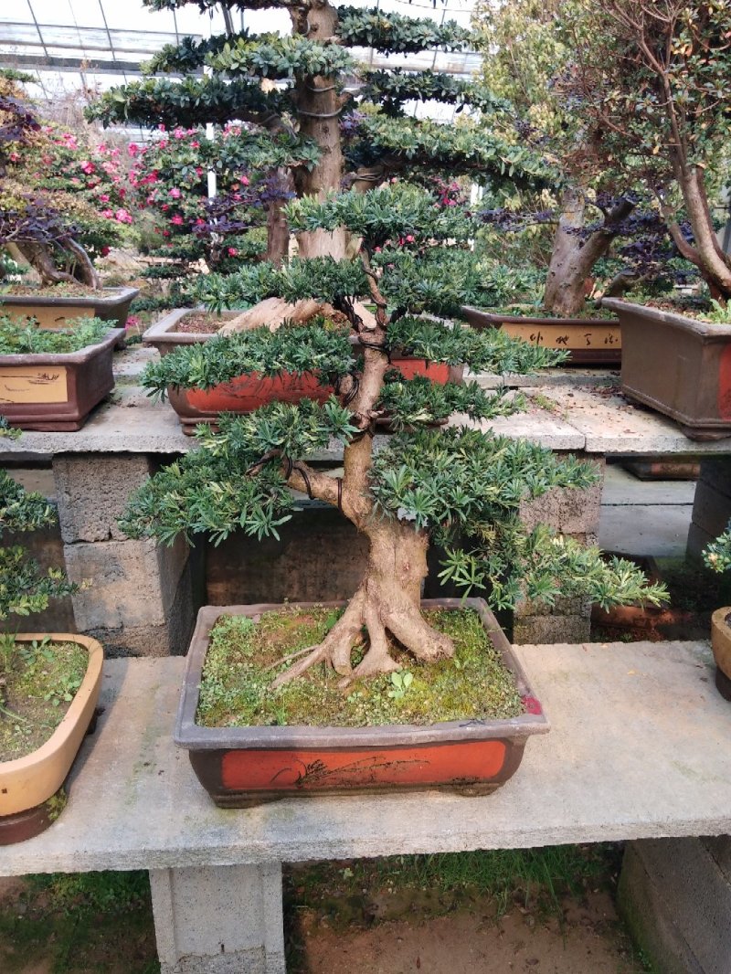 造型罗汉松