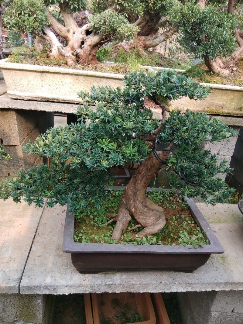 造型罗汉松
