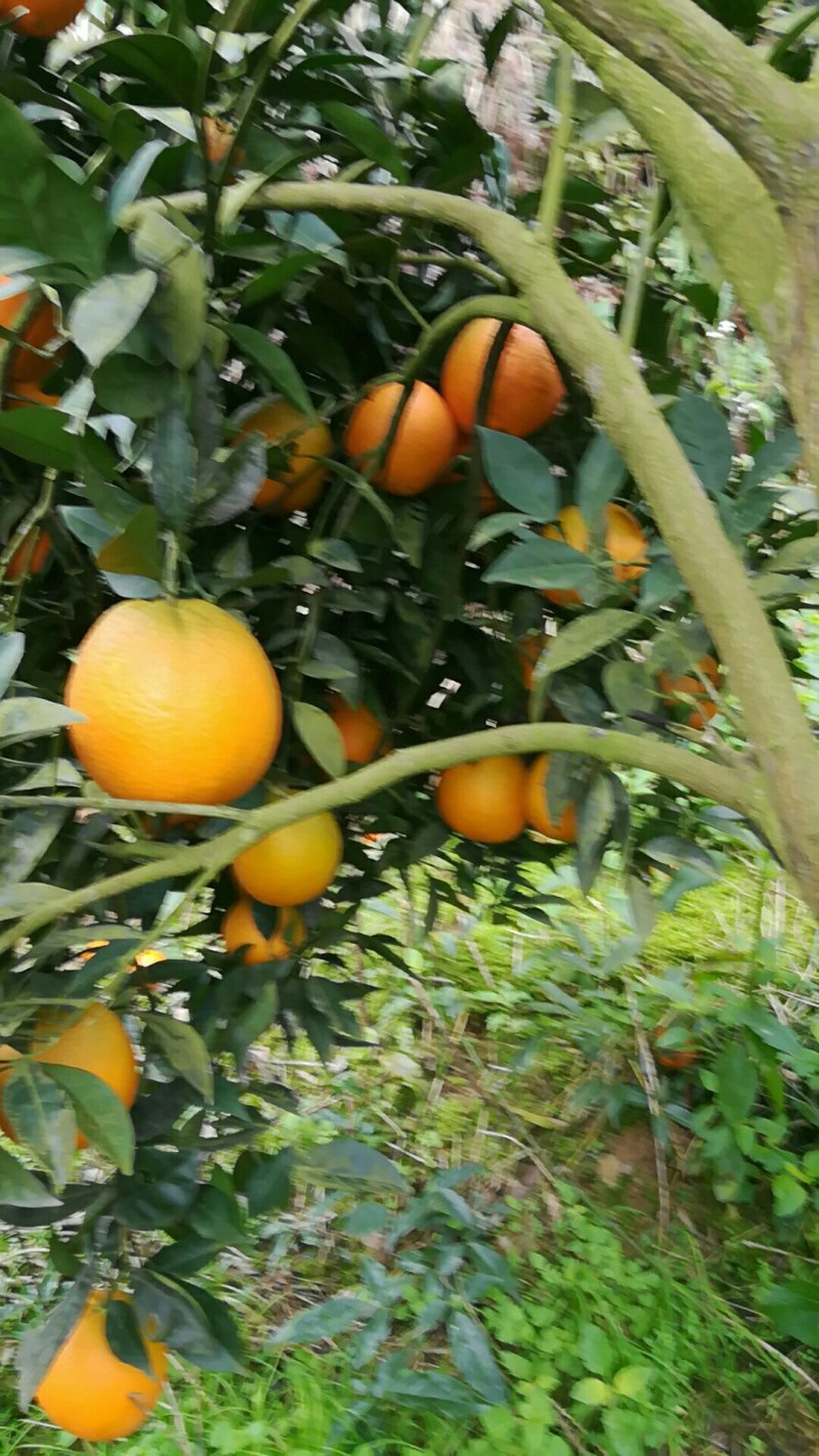 湖南湘西优质纽红尔脐橙