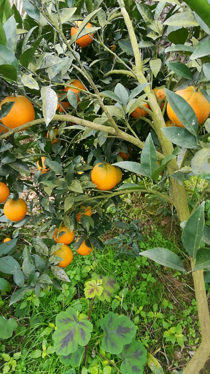湖南湘西优质纽红尔脐橙