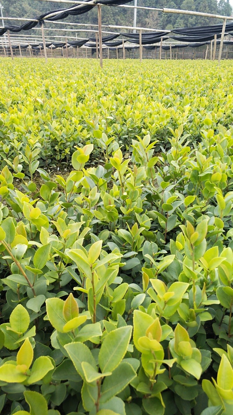 （包邮）基地直发高产嫁接油茶苗长林系列品种齐全质量保证