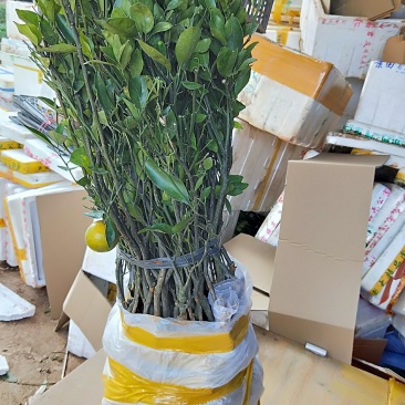 皇帝柑苗抗病能力强，抗寒能力高