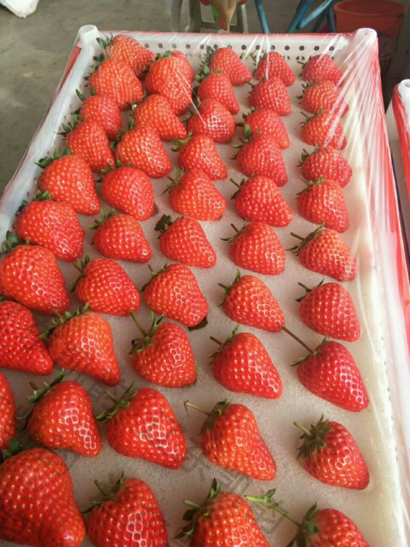 奶油草莓🍓，一件代发！