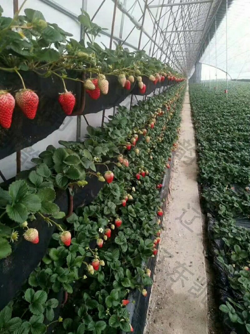 奶油草莓🍓，一件代发！