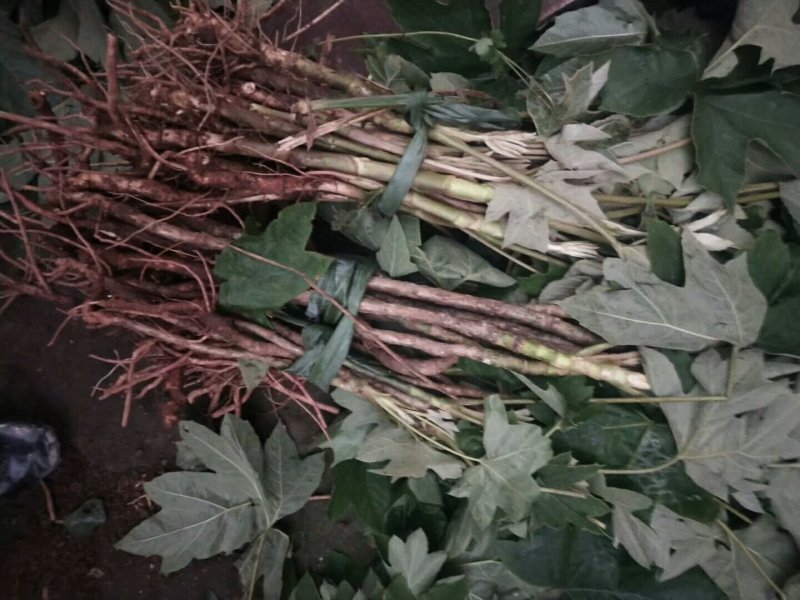 精选大通草/广西大通草/通草种植/通草批发