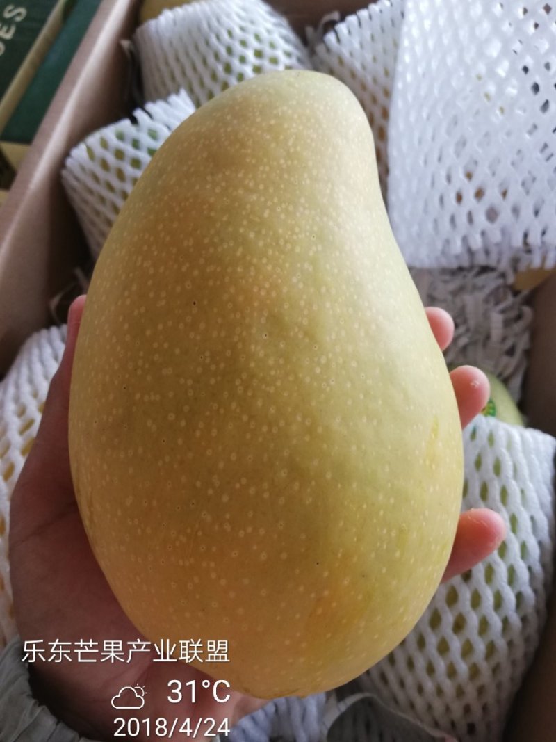 海南树熟金煌芒果一级八斤净果