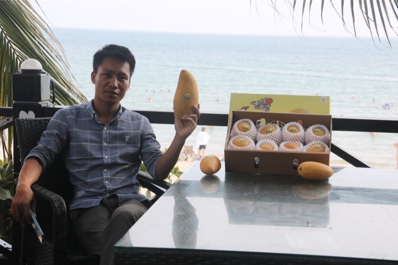 海南树熟金煌芒果一级八斤净果