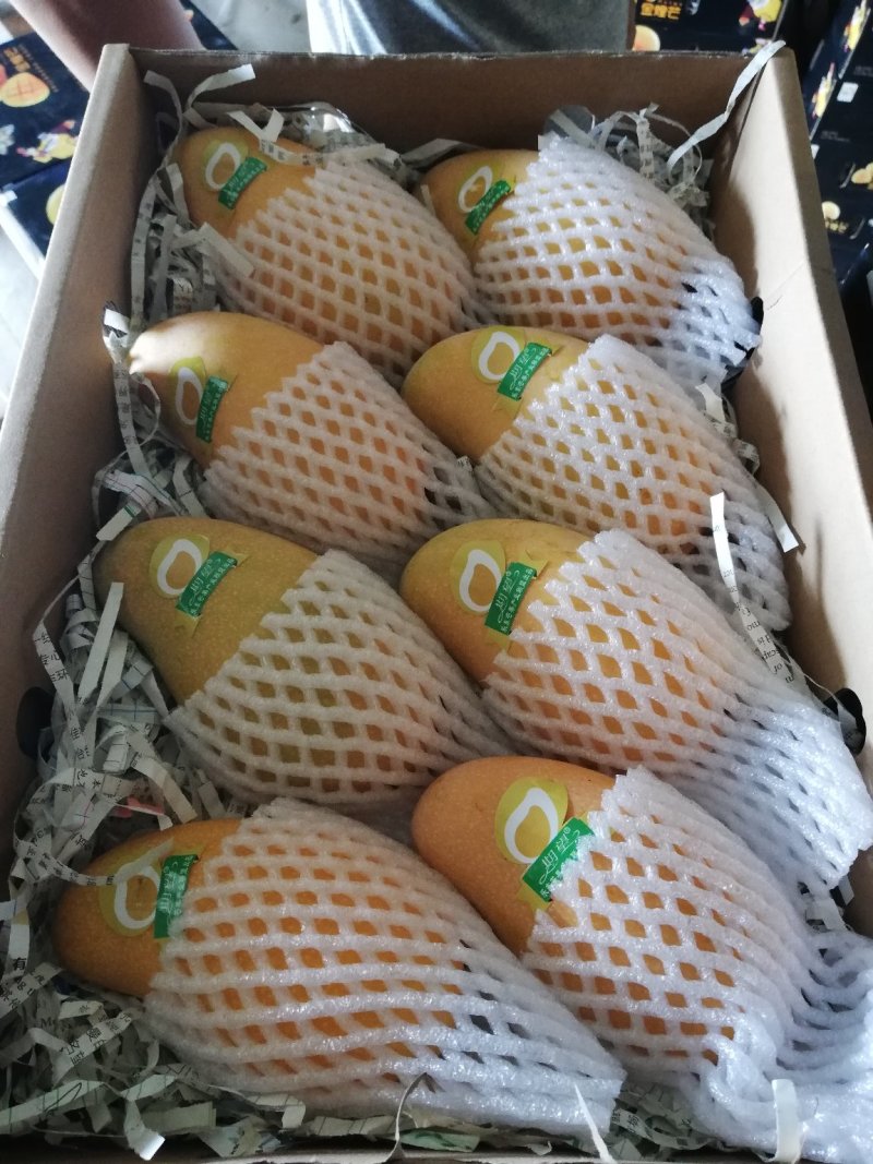 海南树熟金煌芒果一级八斤净果