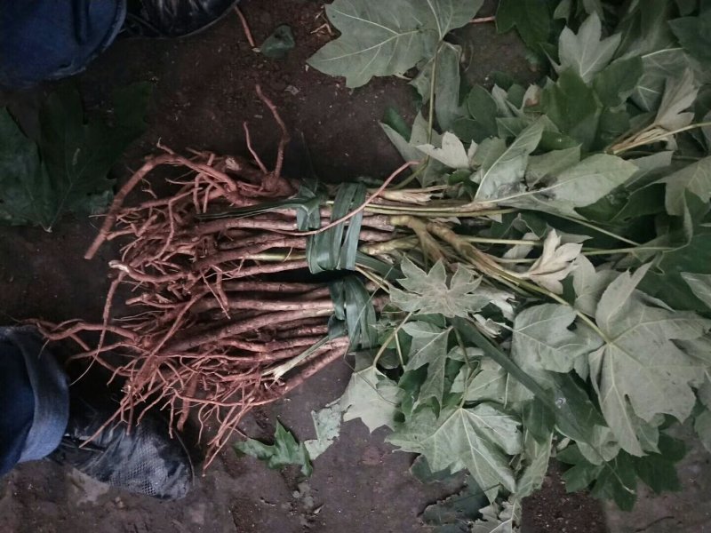 通草干品/大通草/通草/野生大通草/产地通草
