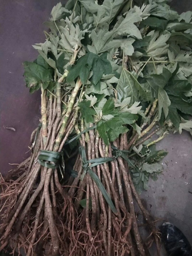 通草干品/大通草/通草/野生大通草/产地通草