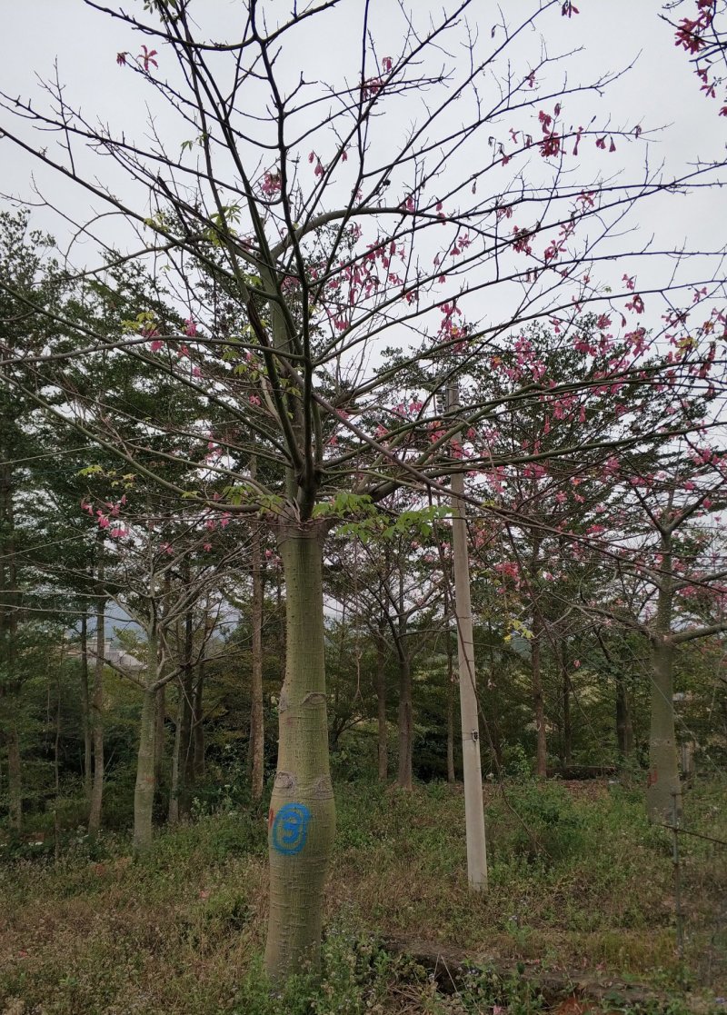 大腹木棉