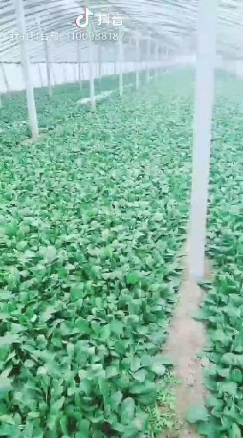菠菜