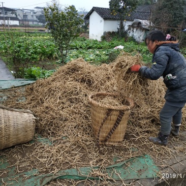 鱼腥草