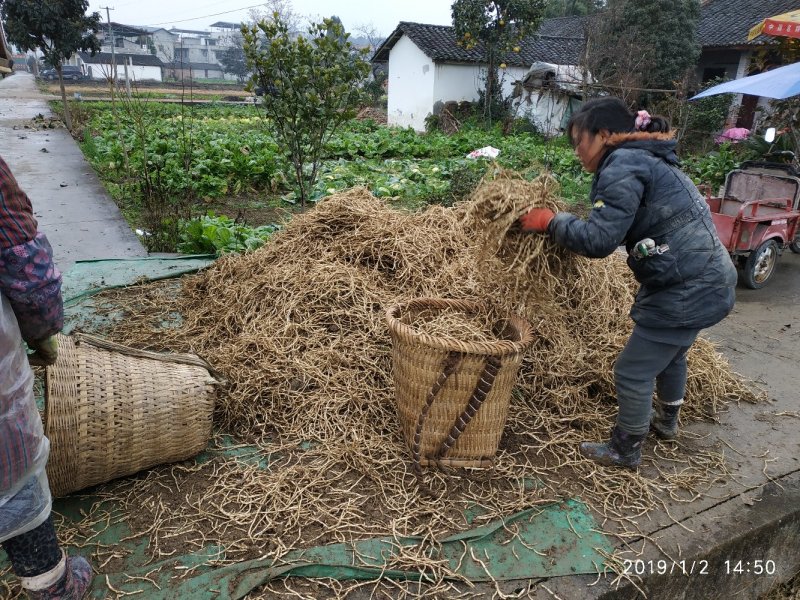 鱼腥草