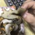 香螺酱香螺真空包装开袋即食