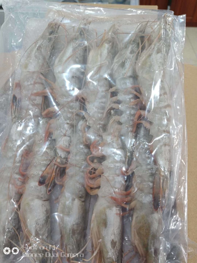 对虾青虾东方虾