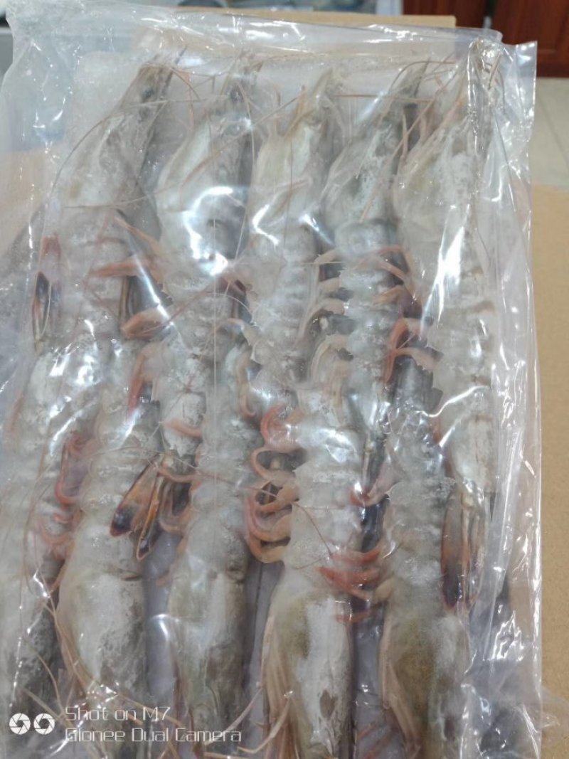 对虾青虾东方虾