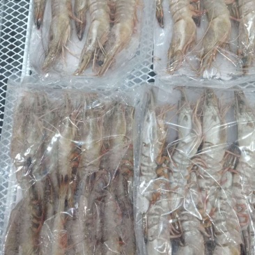 对虾青虾东方虾